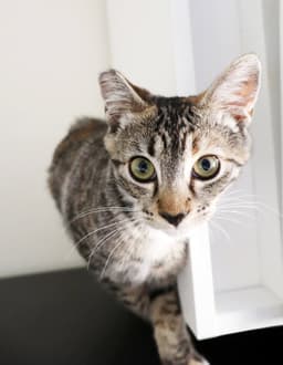 Callie image 1