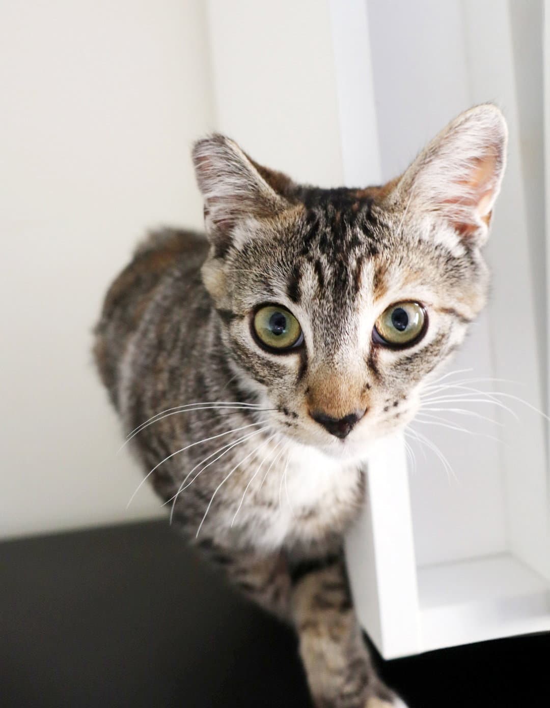 Callie - Torbie