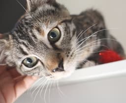 Callie image 2