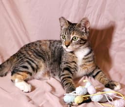 Callie image 3