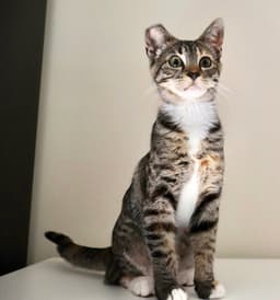 Callie image 4