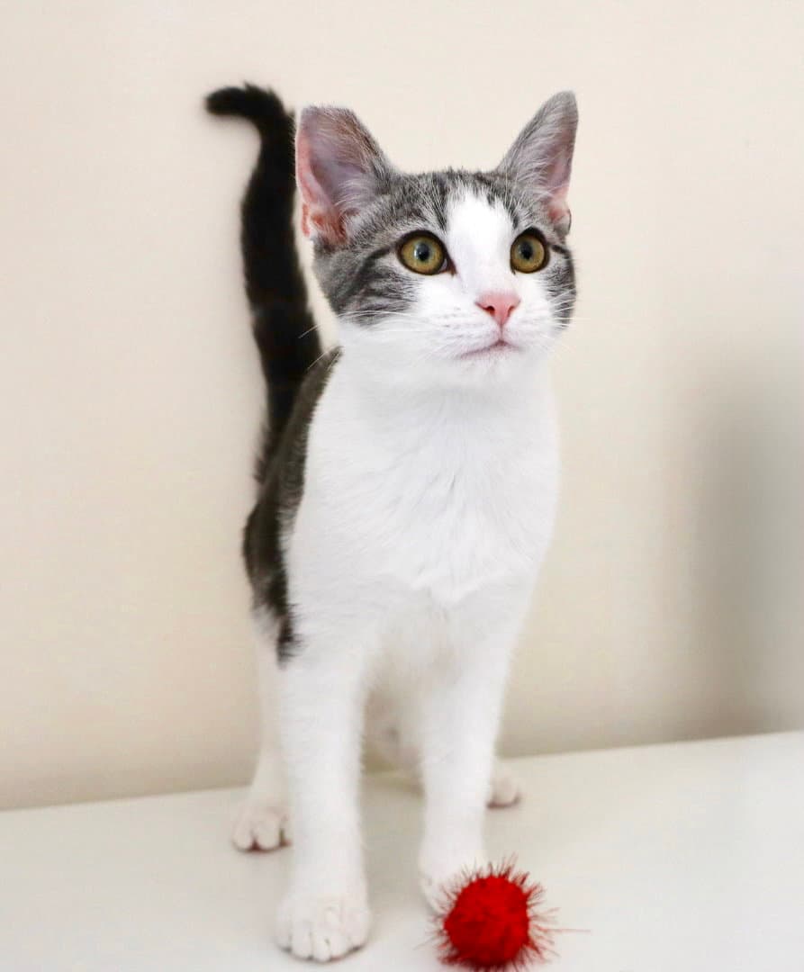 Mary Paige - Tabby