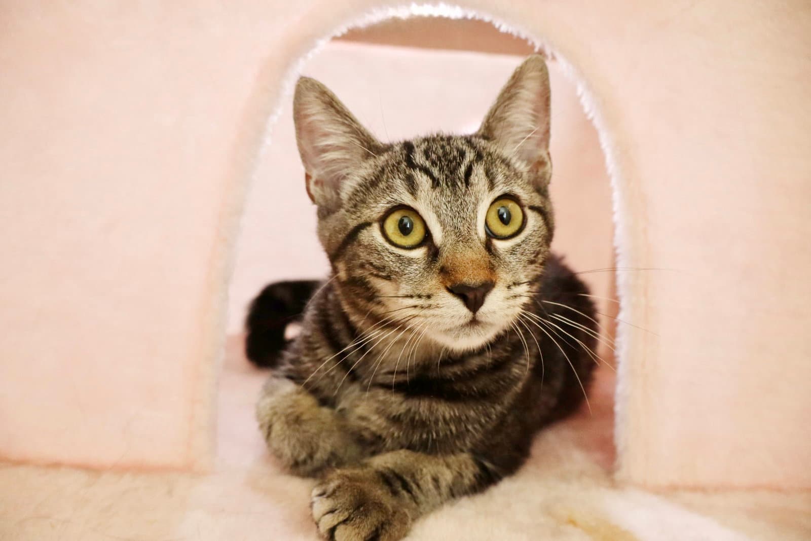 Milo - Tabby