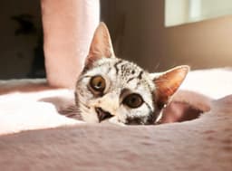 Milo image 2