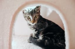 Milo image 3
