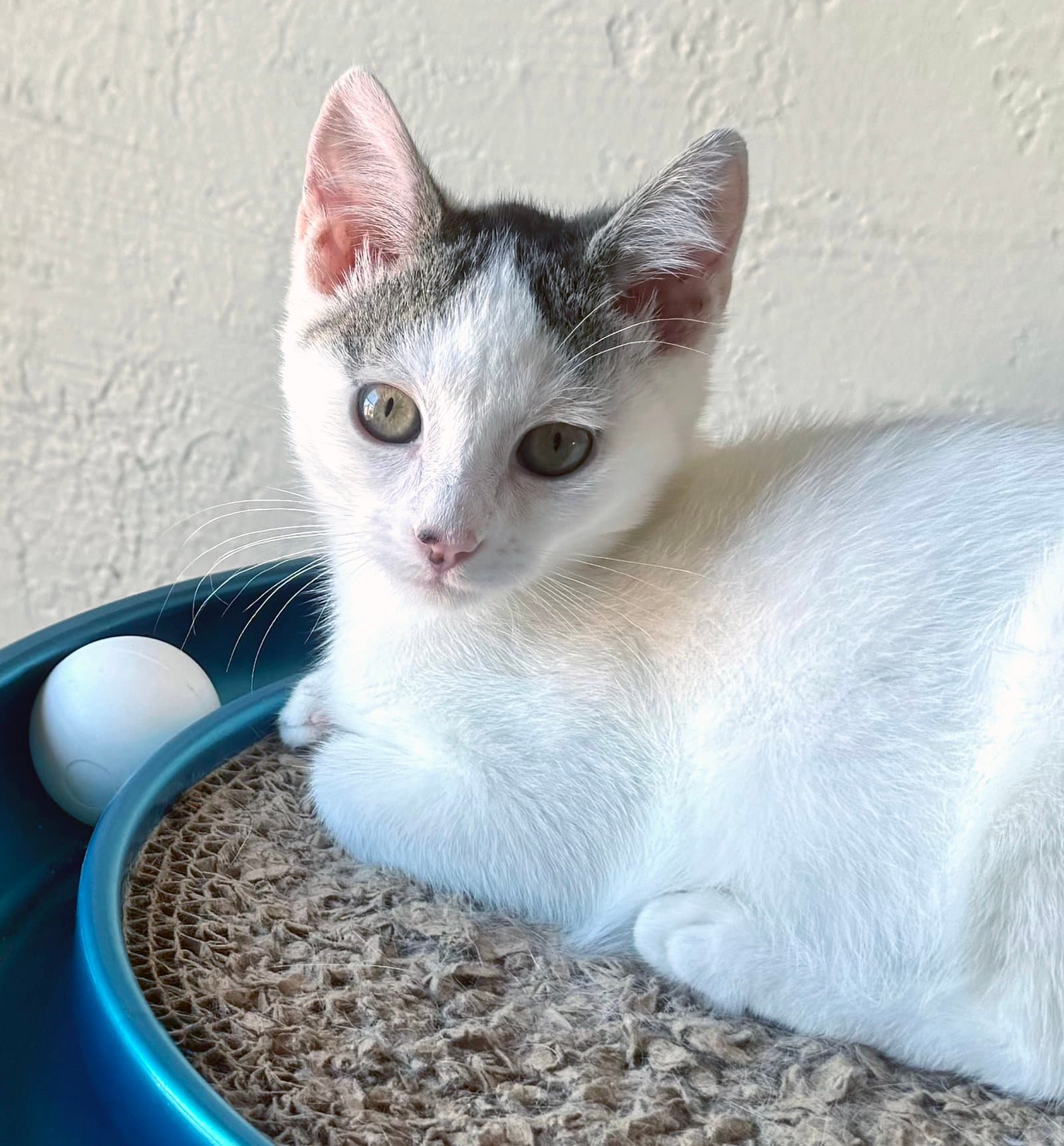 Cupcake - Domestic Short Hair