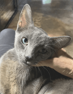 Lady Grey image 1
