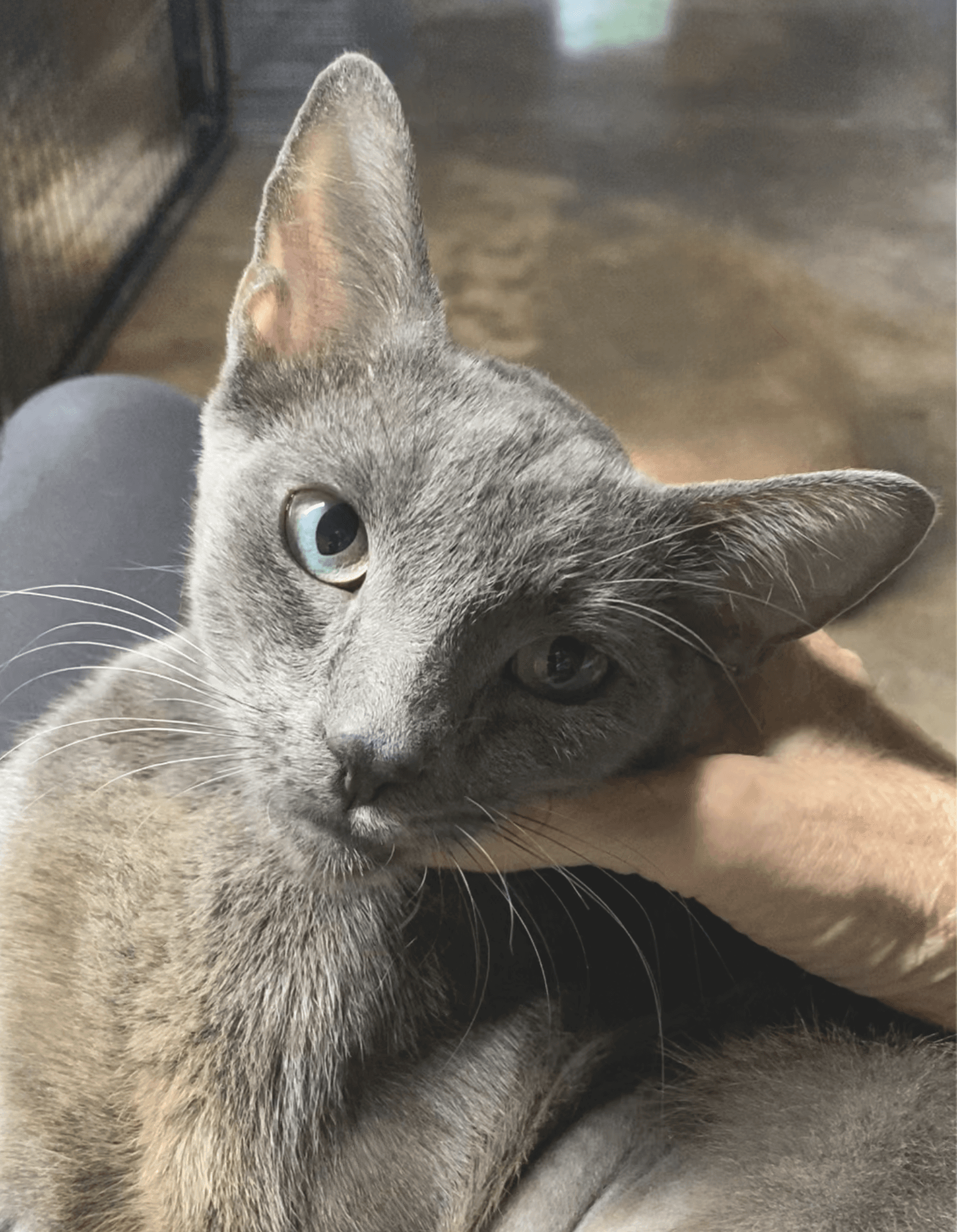 Lady Grey - Domestic Short Hair