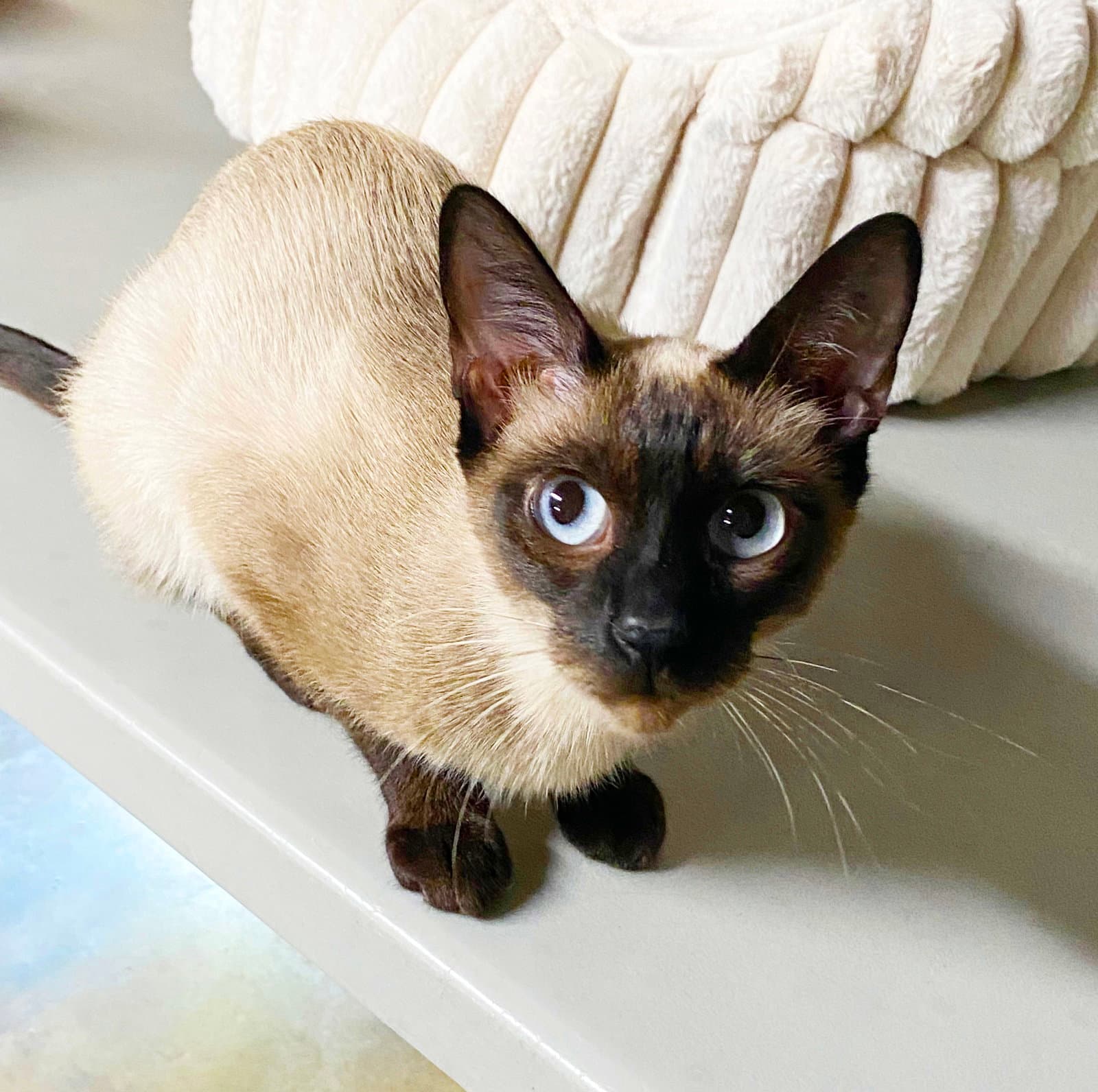 Carmella - Siamese