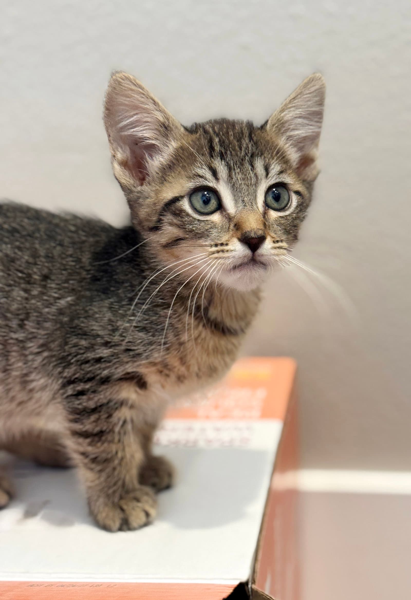 Savory - Tabby