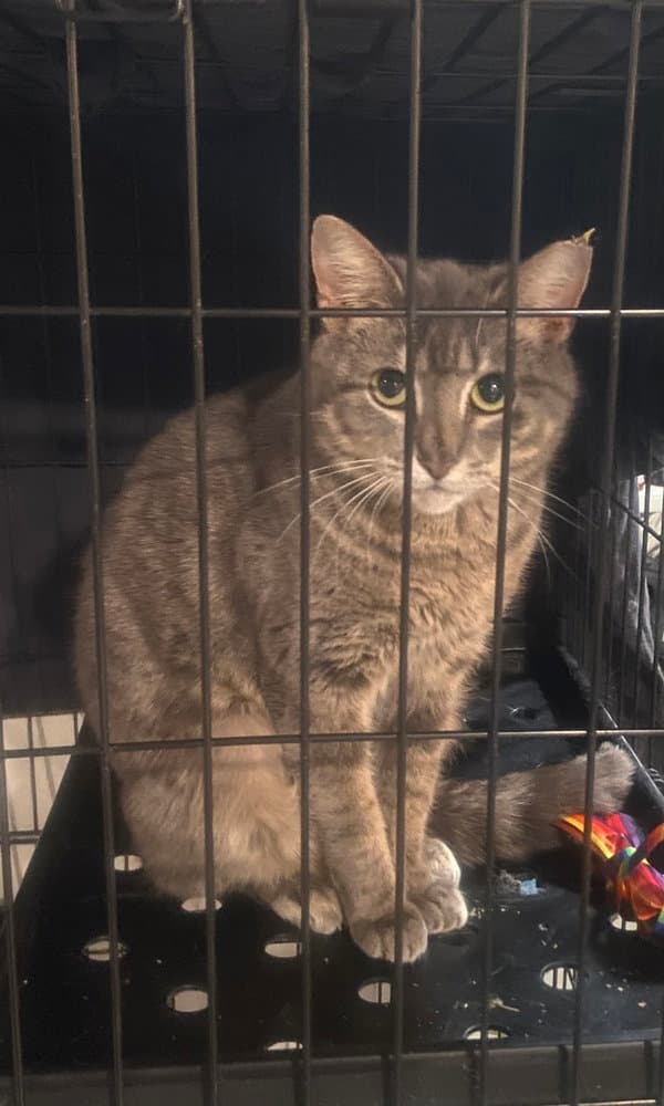 Momma Farah - Domestic Short Hair