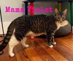 Momma Violet image 1