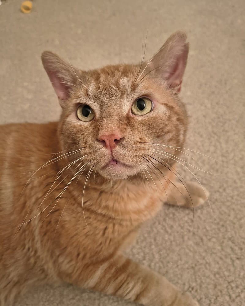 Rustee Aka Rusty - Domestic Short Hair