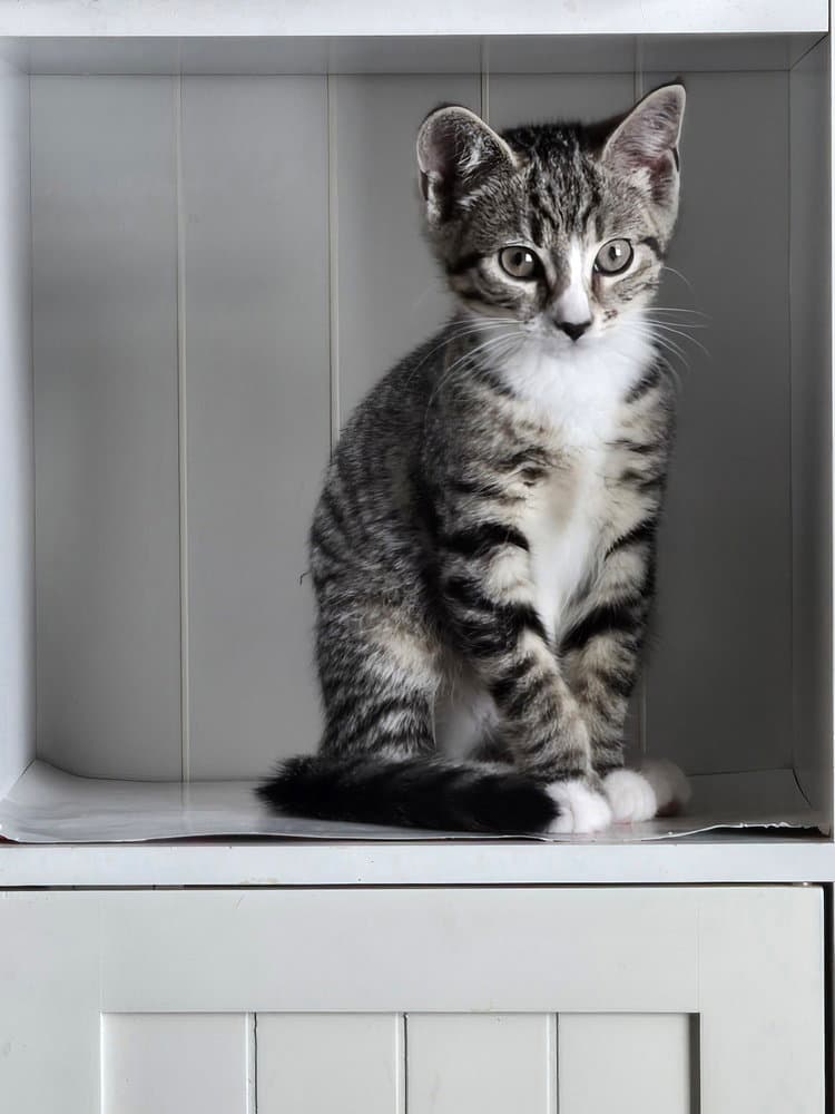 Kitten Abby Bonded Pair With Sister Ava - Domestic Short Hair