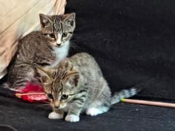 Kitten Ava Bonded Pair With Sister Abby image 2