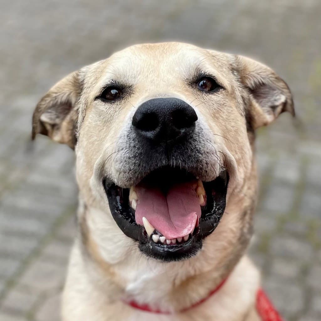 Cash - Anatolian Shepherd