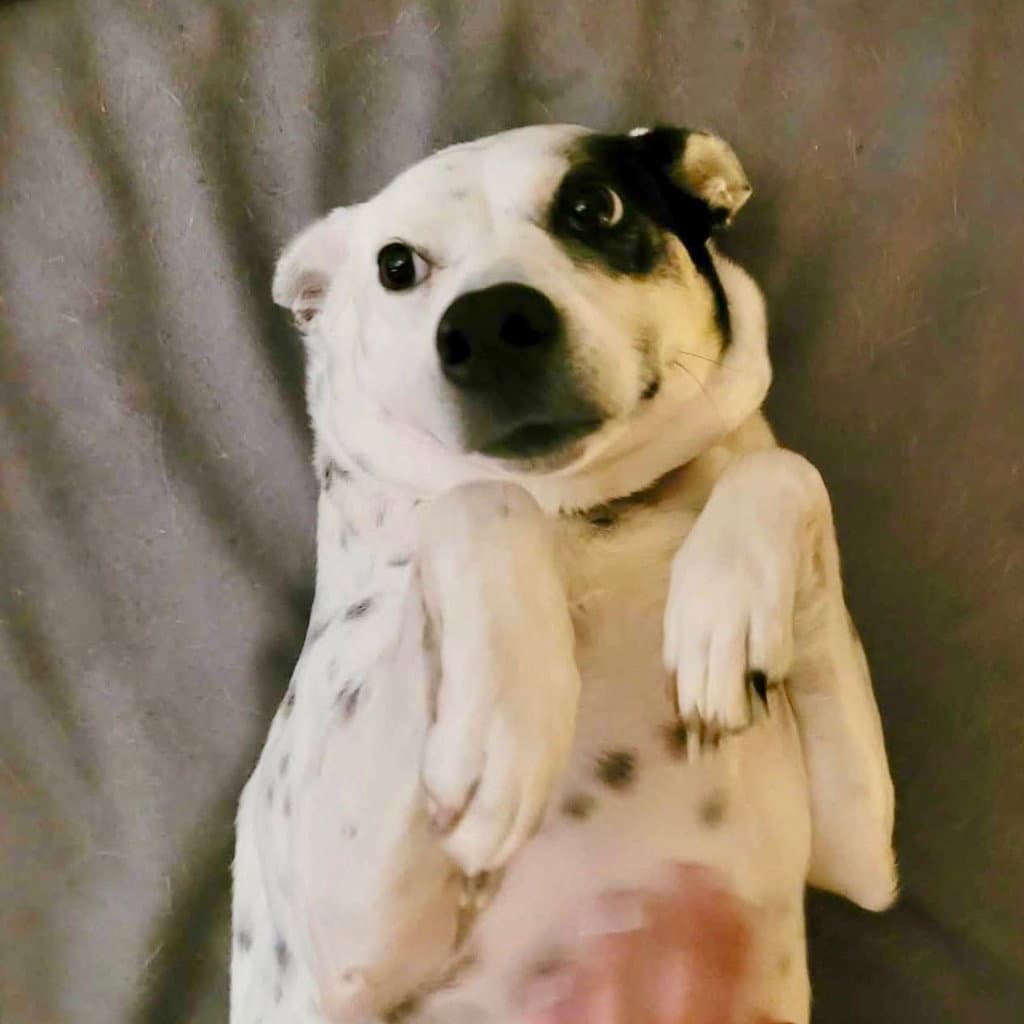 Nora - Terrier