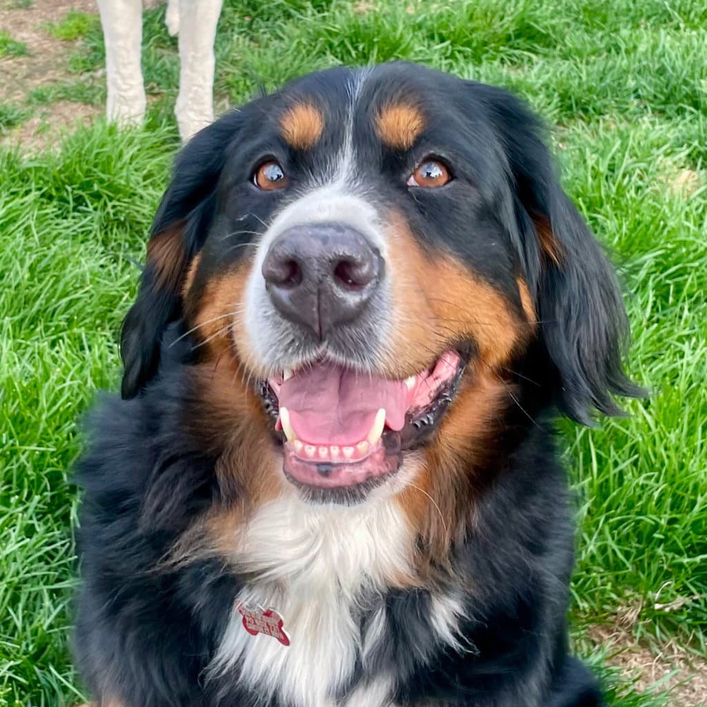 Trixie - Bernese Mountain Dog