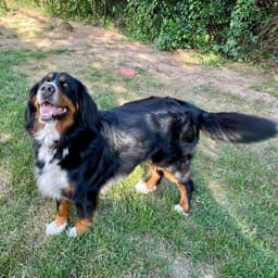 Trixie image 4
