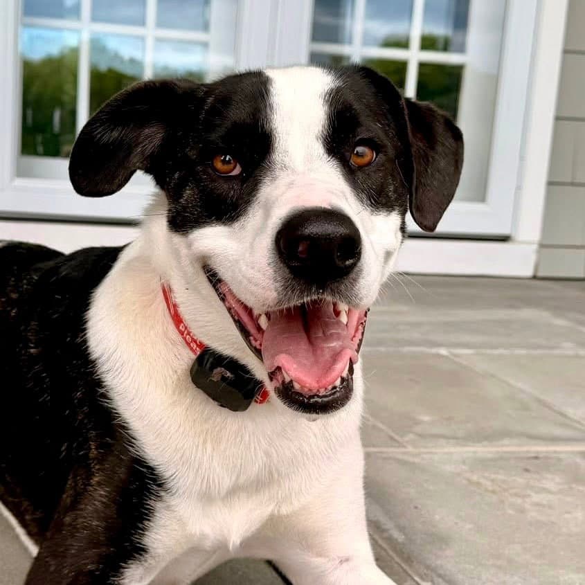 Will - Terrier