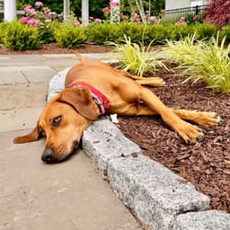 Cinnamon image 2
