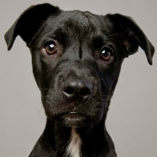 Baby - Labrador Retriever