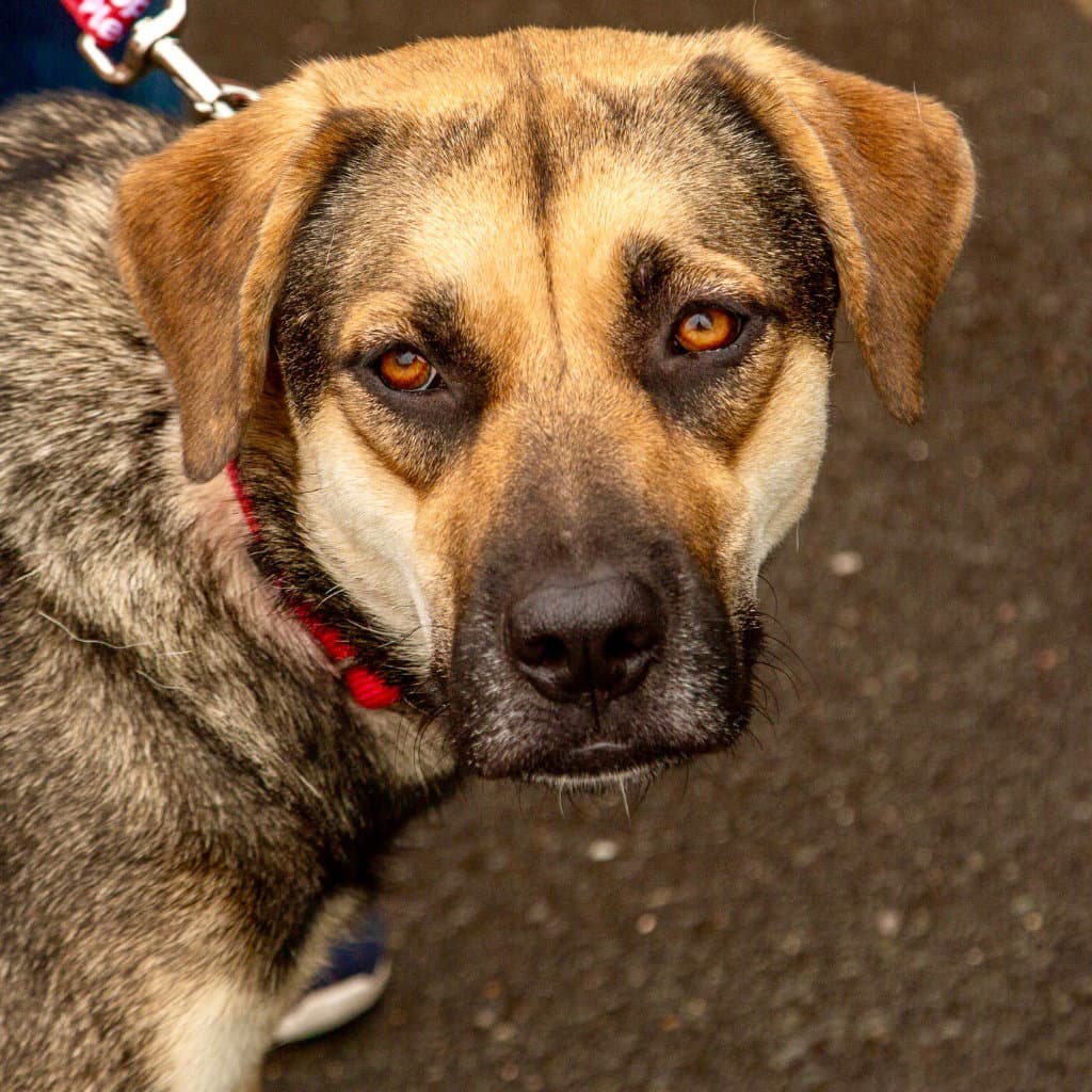 Ruby - German Shepherd Dog