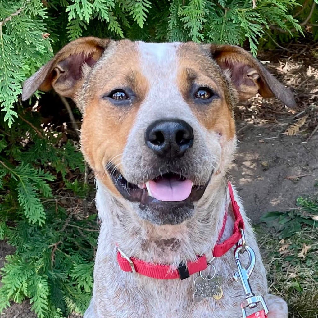 Grits - Australian Cattle Dog/Blue Heeler