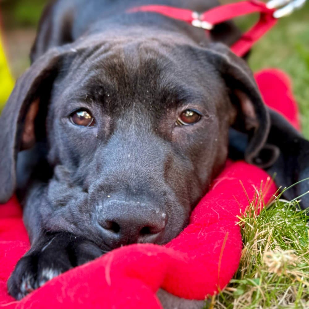 Magpie - Labrador Retriever