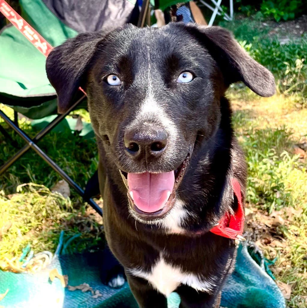 Salsa - Retriever