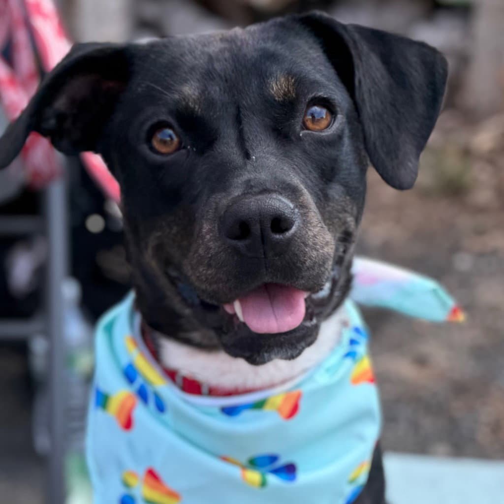 Shamrock - Mountain Cur