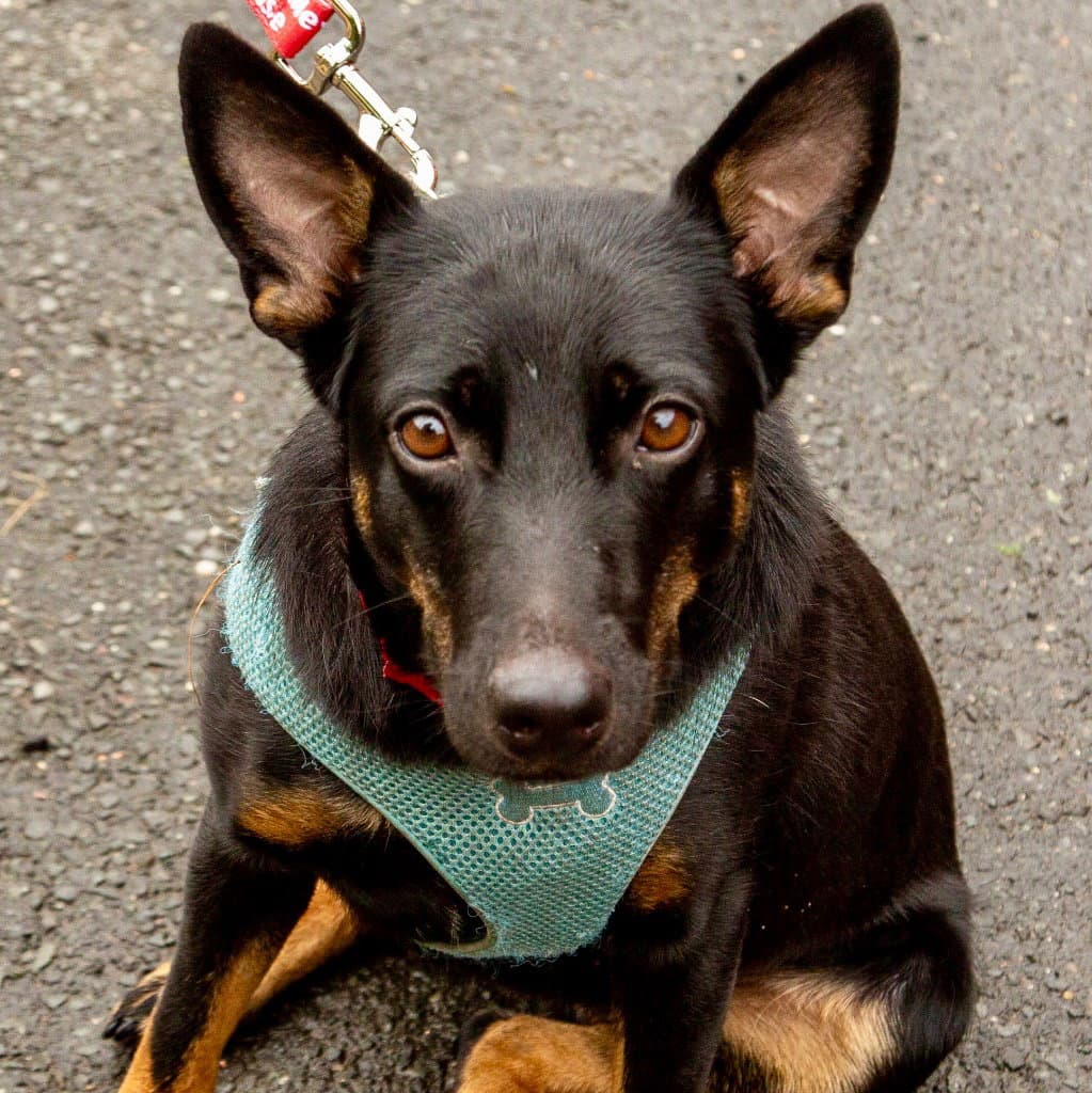 Lynn - Rat Terrier
