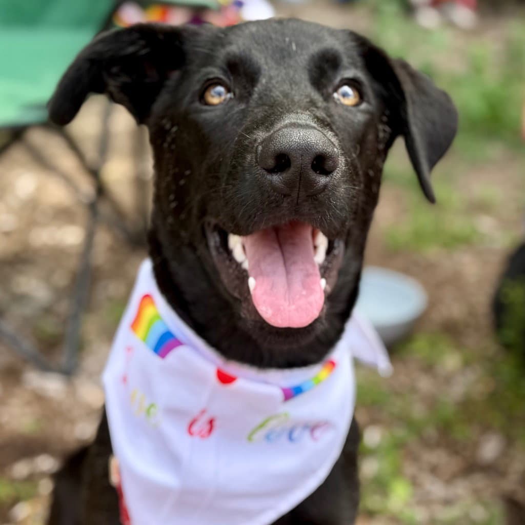 Ebony - Black Labrador Retriever