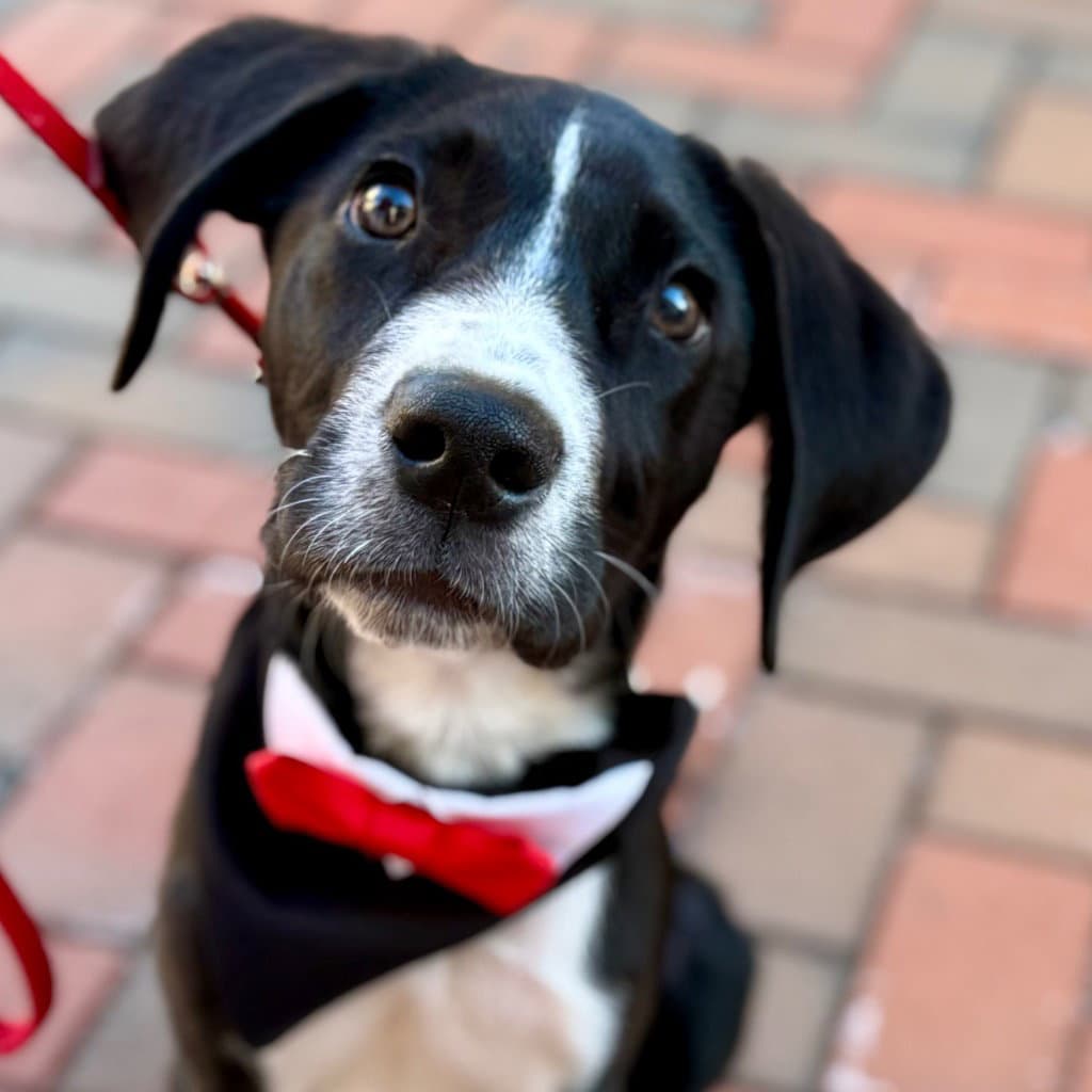 Zeus - Great Dane