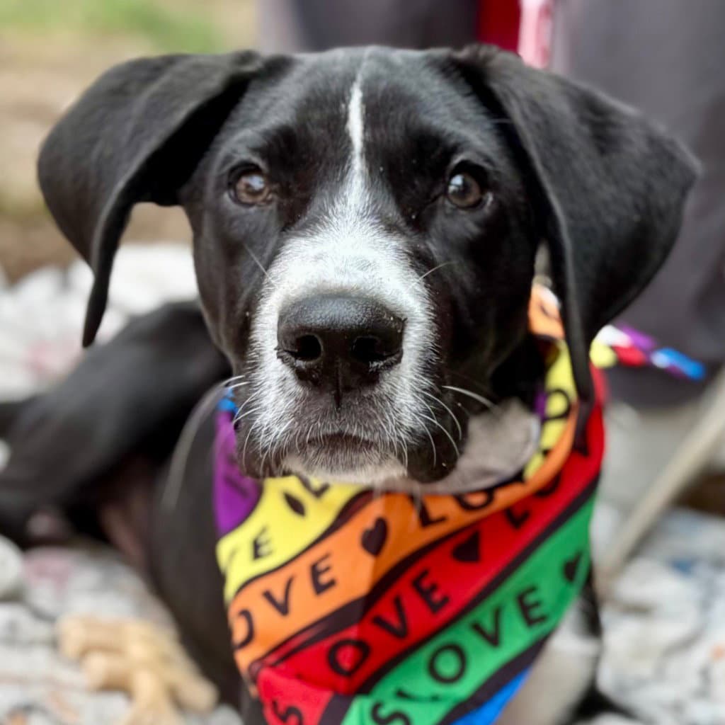 Zeus - Great Dane