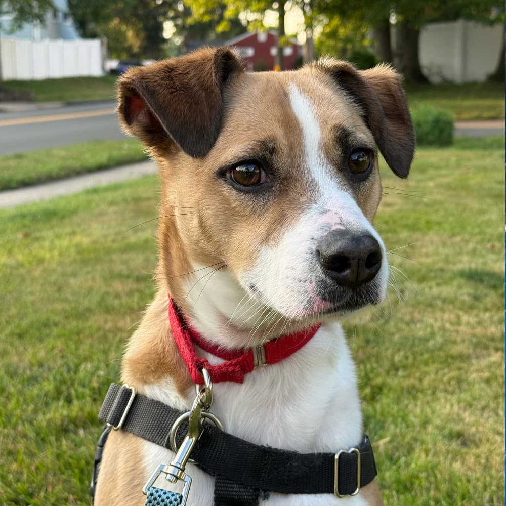 Stewie