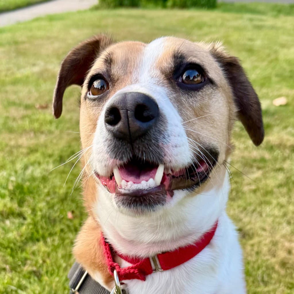 Stewie - Terrier
