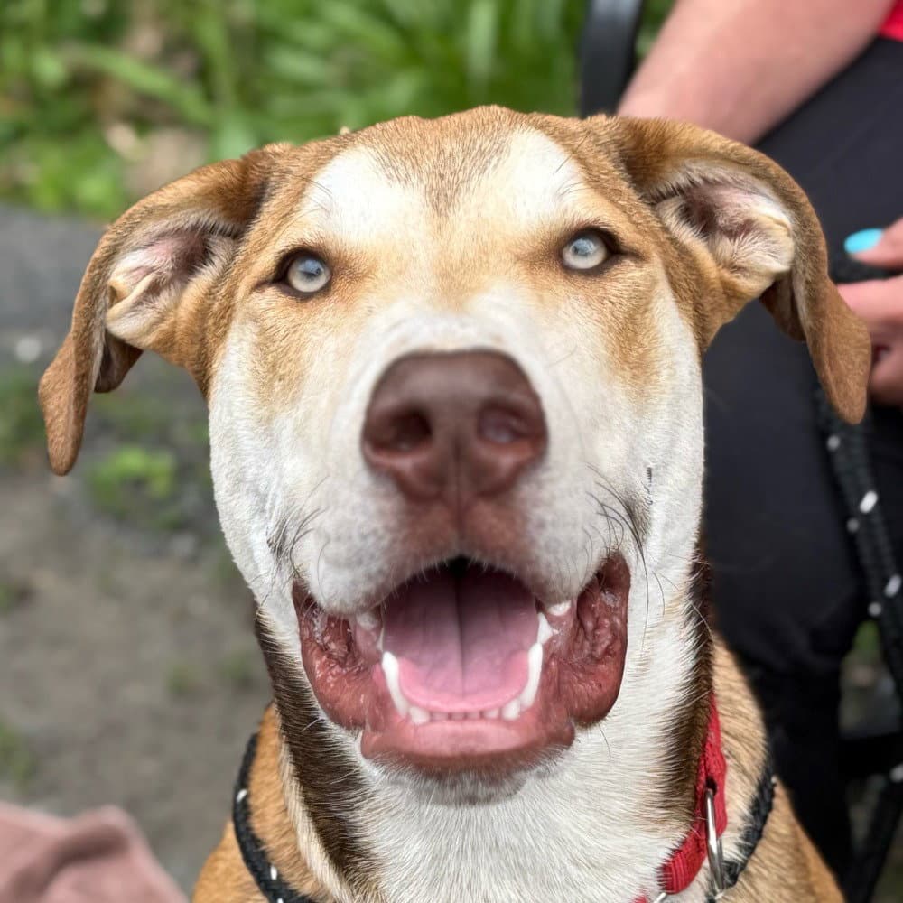 Odin - Hound