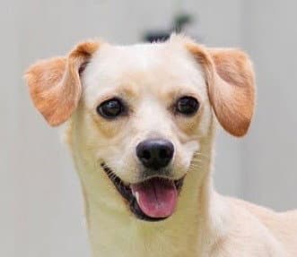 Annie - Labrador Retriever