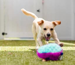 Annie image 3