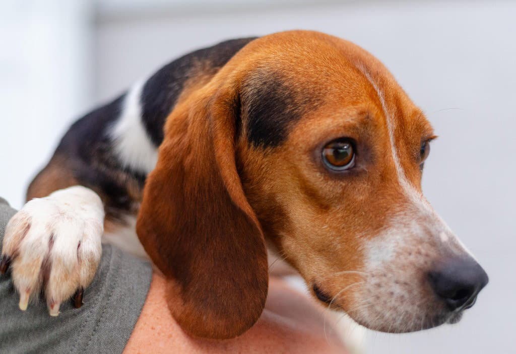 Bullet - Beagle