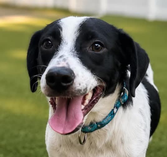 Cricket - Labrador Retriever
