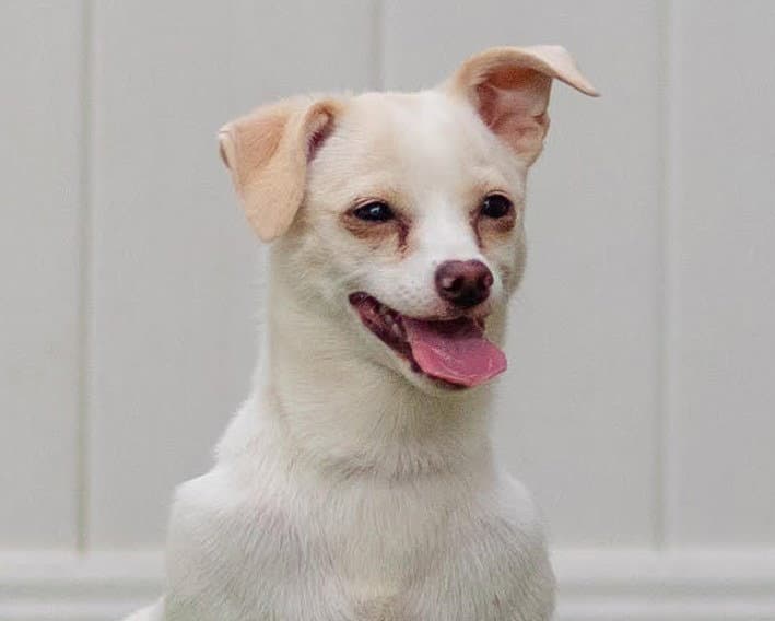 Dove - Chihuahua