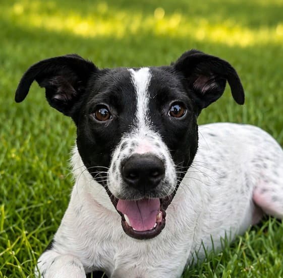 Jiminy - Labrador Retriever