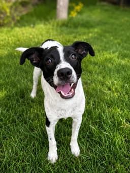 Jiminy image 2