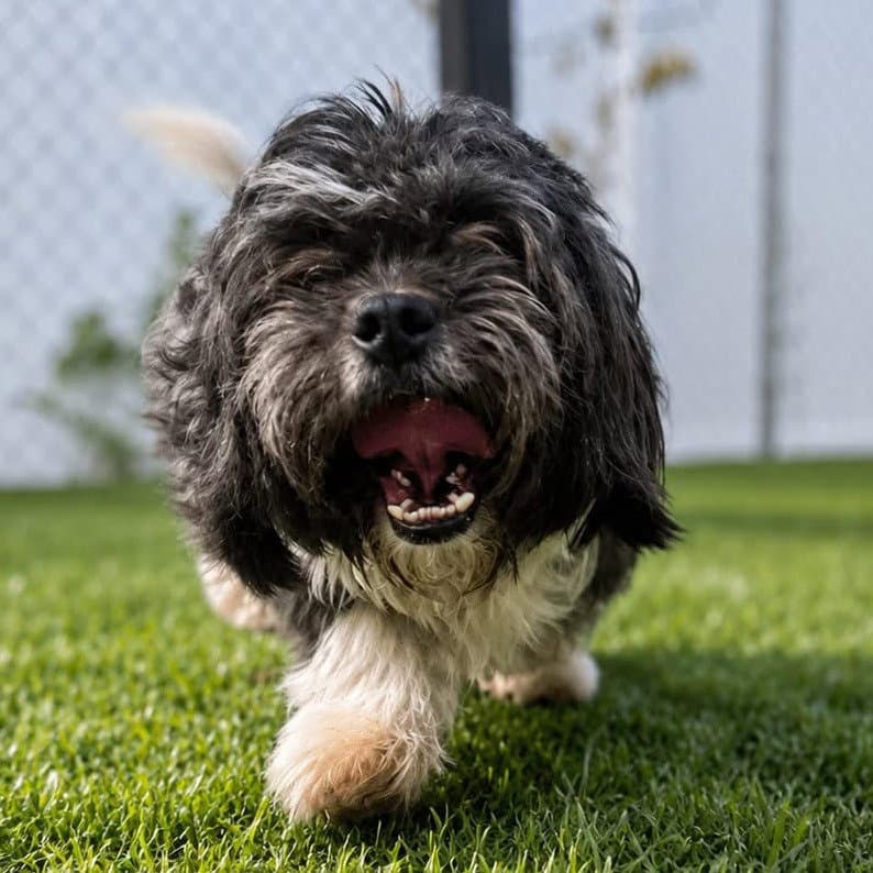 Jonah - Shih Tzu