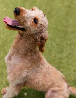 Mozzie image 2