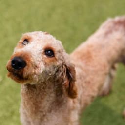 Mozzie image 3