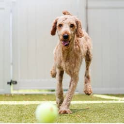 Mozzie image 4
