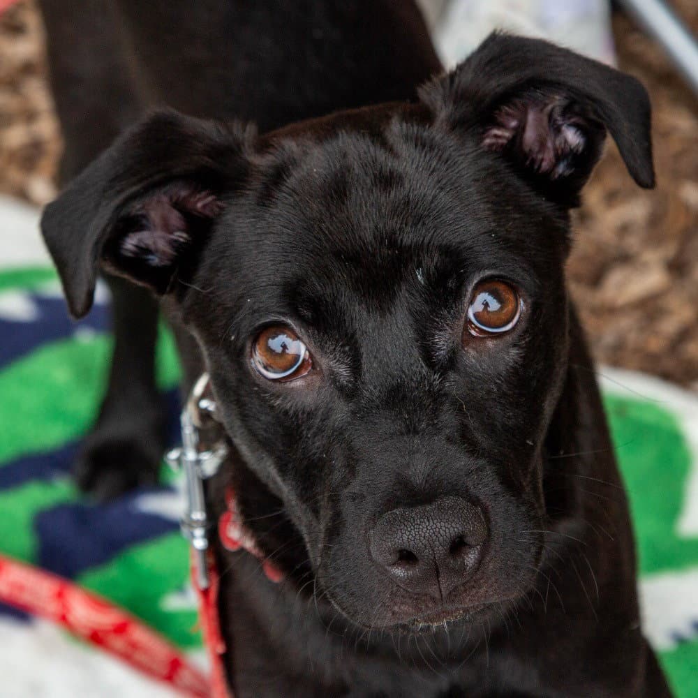 Tres - Labrador Retriever